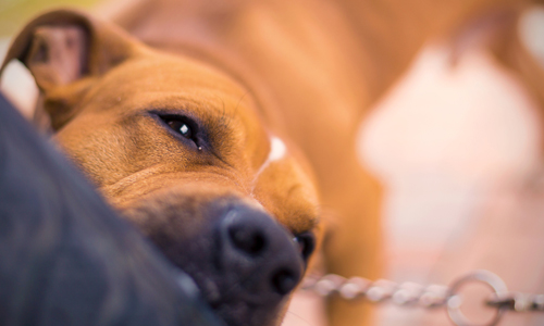 Dangerous Dogs Offences in Tilehurst